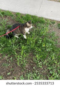 To be a cat outside