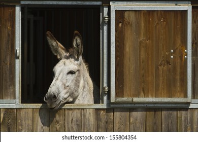 To Be Stubborn As A Mule...