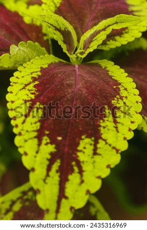 beaautiful coleus leafs close up
