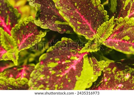 beaautiful coleus leafs close up