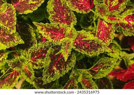 beaautiful coleus leafs close up