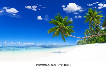 417,513 Coconut tree in beach Images, Stock Photos & Vectors | Shutterstock