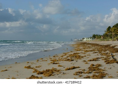 The Beach