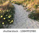 Beach access path through the sand dunes at Sullivan’s Island Beach, South Carolina. The yellow flowers are Heliopolis.