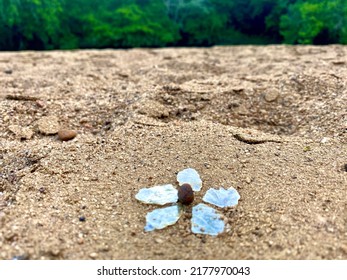 Beach Art Shell Flower Outside