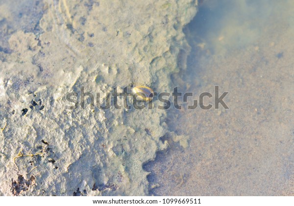 Beach backwater mud, mud background
and backdrops, awesome closeup images on beach
backwater.
