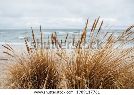 Beach at the Baltic Sea. Coastal scenery with sandy beach, dunes with marram grass and rough sea on winter day