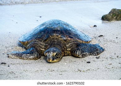 27 Turtle bum Images, Stock Photos & Vectors | Shutterstock