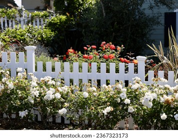 Beach bungalow picket fence and pretty roses