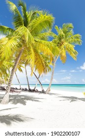 Plage Sable Cocotier Photos Et Images De Stock Shutterstock