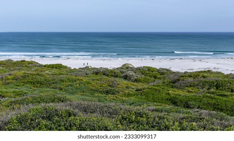 Beach coastline vegetation overlooking scenic Atlantic ocean waves surfing surfers walking a landscape at Witsands  Cape Point Cape Town.