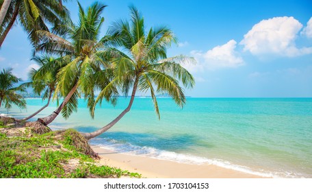 beach and coconut palm trees
