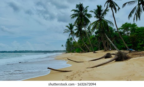 Beach with the coconut trees 