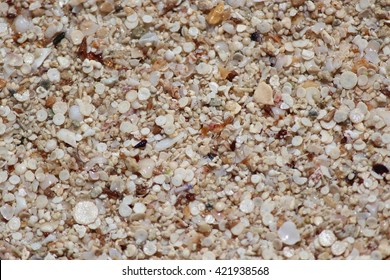 Beach Composed of Tiny Pieces of Rounded Shell, Cyprus.
