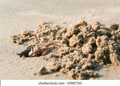 beach crab