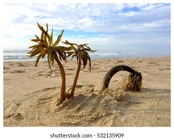 Beach day