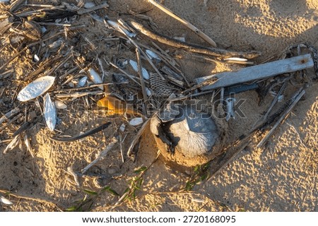 Beach Debris and Plastic Pollution on Phu Quoc Shoreline