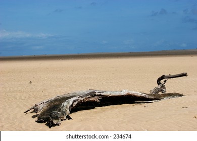 Beach Dessert Drift Wood