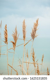 Beach Dry Grass In Pastel Colors