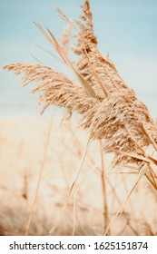 Beach Dry Grass In Pastel Colors