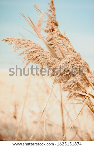 beach dry grass in pastel colors