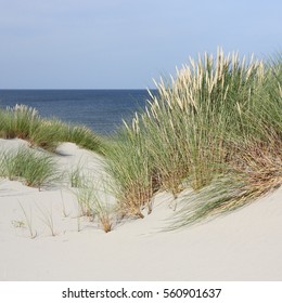Beach and dune grass.