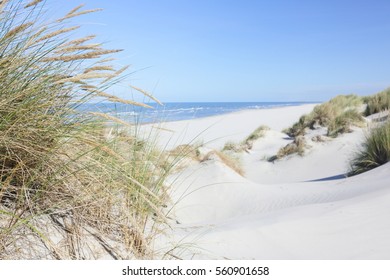 Beach and dune grass.