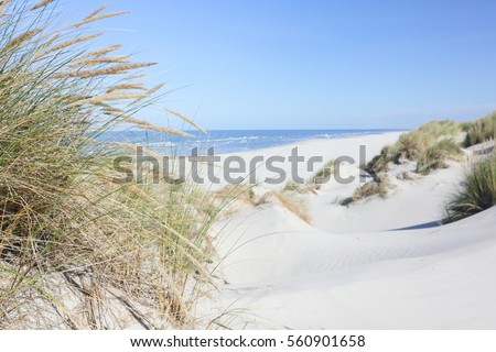Beach and dune grass.