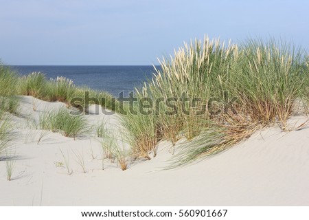 Beach and dune grass.