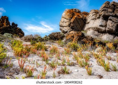 Beach Dune Scene From Yorke Peninsula South Australia