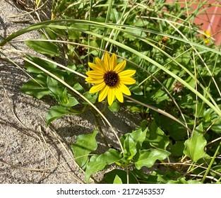 Beach Dune Sunflower Daisy In Bloom