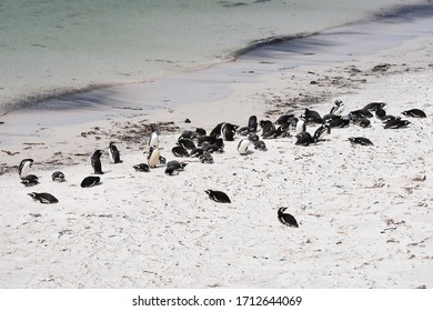 A Beach In East Falkland