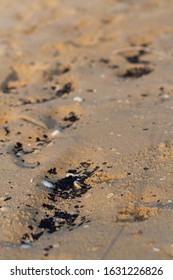 A Beach In East Gippsland With Burnt Plant Material Washed Up On The Beach From The Bush Fires, 2020