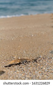 A Beach In East Gippsland With Burnt Plant Material Washed Up On The Beach From The Bush Fires, 2020