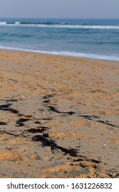 A Beach In East Gippsland With Burnt Plant Material Washed Up On The Beach From The Bush Fires, 2020