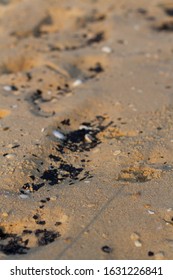 A Beach In East Gippsland With Burnt Plant Material Washed Up On The Beach From The Bush Fires, 2020