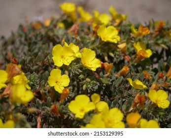 Beach Evening Primrose Aka Beach Suncup.