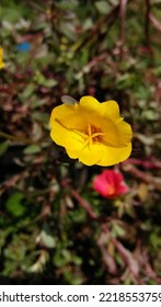 Beach Evening Primrose, Is A Species Of The Evening Primrose Family And Is Native To The Open Dunes And Sandy Soils Of The Coast