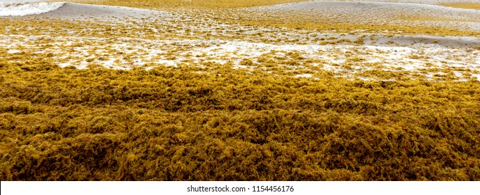 Beach Full Of Sargassum Algae