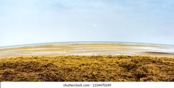 Beach Full Of Sargassum Algae