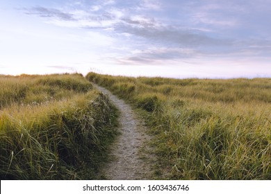 Beach grass along small path, Seaside Oregon
