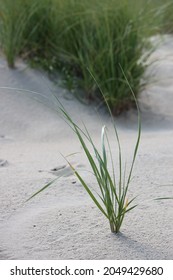 Beach Grass At Back Bay National Wildlife Refuge