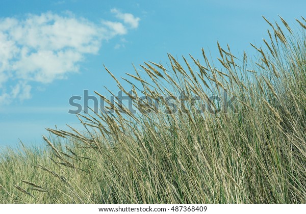 Beach Grass Blue Sky Summer Stock Photo (Edit Now) 487368409