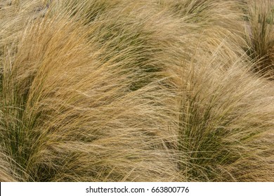 Beach Grass Close Up
