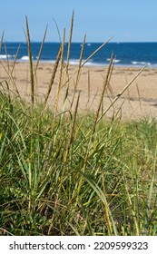 Beach grass going to seed at edge of Atlantic Ocean sandy beach, Surf on horizon. Selective focus - Shutterstock ID 2209599323