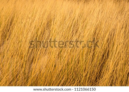 Beach grass at the Baltic Sea beach