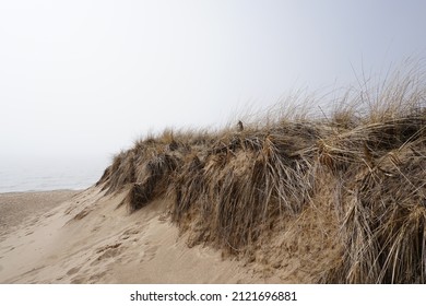 Beach grass on dune along lakeshore