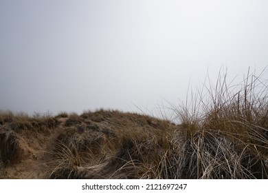 Beach grass on dune along lakeshore on foggy day 