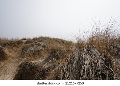 Beach grass on dune along lakeshore on foggy day 