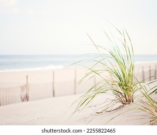 Beach grass on the dunes in neutral colors.  Calming coastal photography.